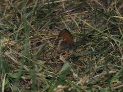 Coenonympha gardetta darwiniana