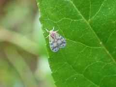 Bothriocera cognita