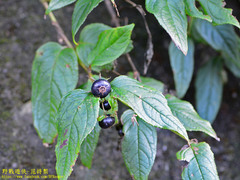 Cyclocodon lancifolius