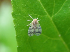Bothriocera cognita