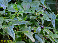 Cyclocodon lancifolius