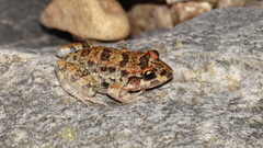 Leptodactylus troglodytes