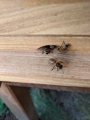Apis mellifera