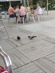 Columba livia domestica