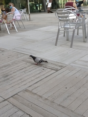 Columba livia domestica