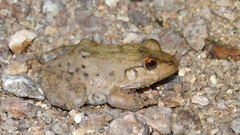 Leptodactylus vastus