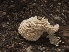 Trametes membranacea