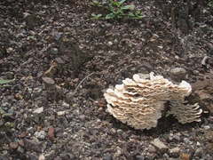 Trametes membranacea