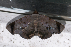 Mecodina albodentata