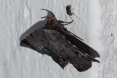 Mecodina albodentata