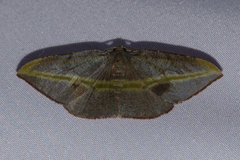 Hypochrosis iris