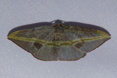 Hypochrosis iris