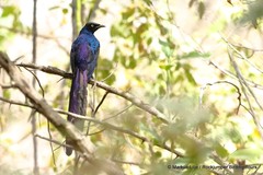 Lamprotornis caudatus