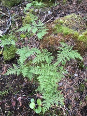 Cystopteris montana
