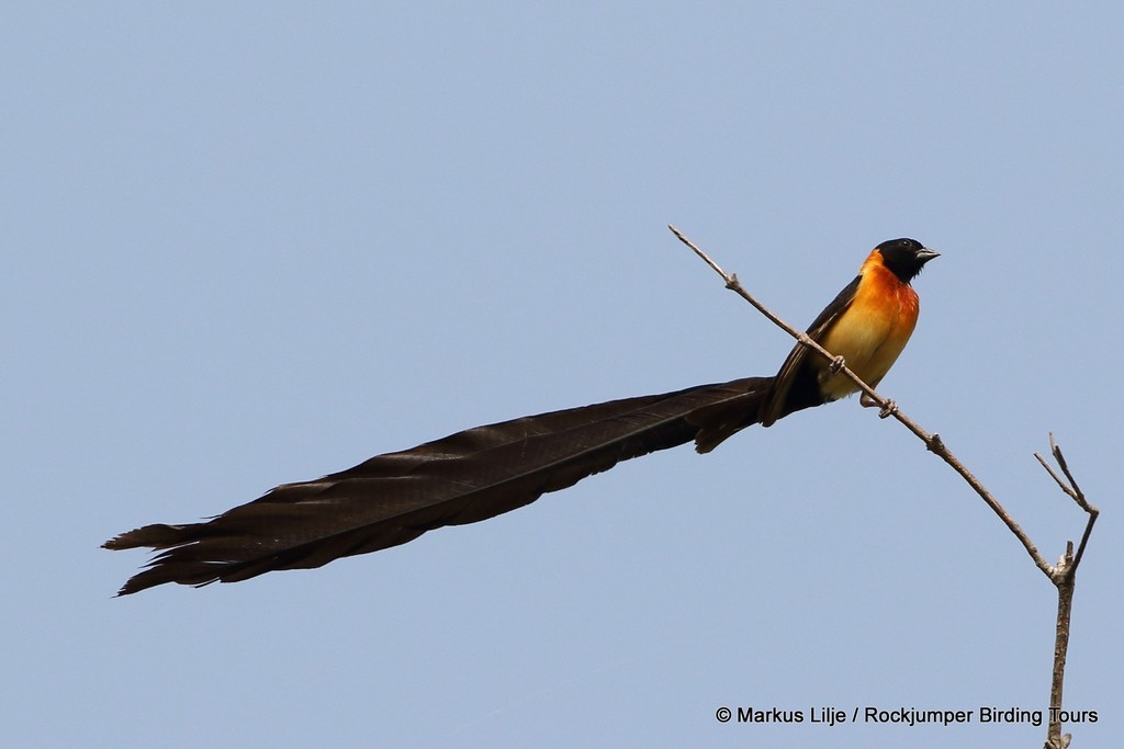 Exclamatory Paradise-Whydah