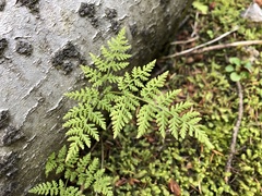 Cystopteris montana