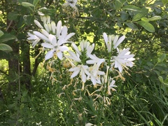 Paradisea lusitanica