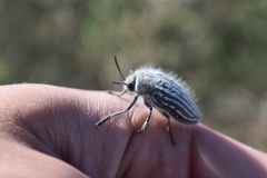 Julodis fidelissima
