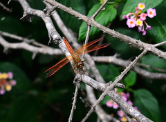 Brachythemis contaminata