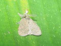 Dasychira chekiangensis