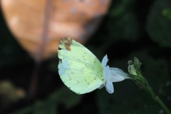 Eurema hecabe solifera