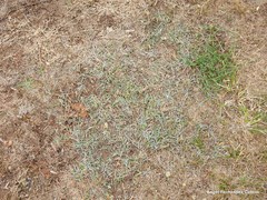 Pilosella castellana