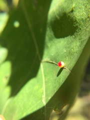 Zopheroteras sphaerula