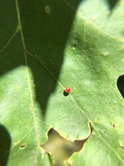 Zopheroteras sphaerula