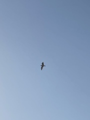 Chroicocephalus novaehollandiae