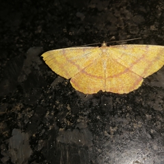 Eumelea rosalia