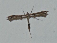 Amblyptilia