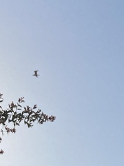 Chroicocephalus novaehollandiae