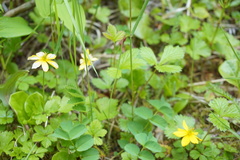 Waldsteinia