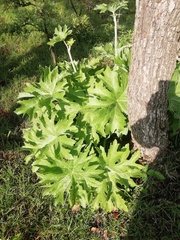 Psacalium peltatum