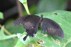 Papilio iswara
