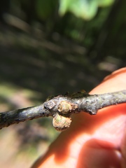 Callirhytis quercusgemmaria