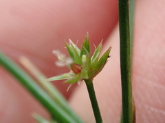 Juncus