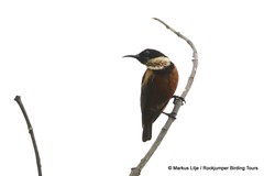 Chalcomitra adelberti