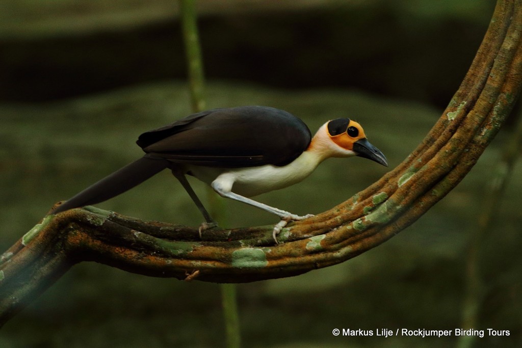 White-necked Rockfowl