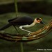White-necked Rockfowl - Photo (c) markus lilje, some rights reserved (CC BY-NC-ND), uploaded by markus lilje