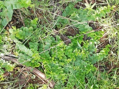 Evolvulus prostratus