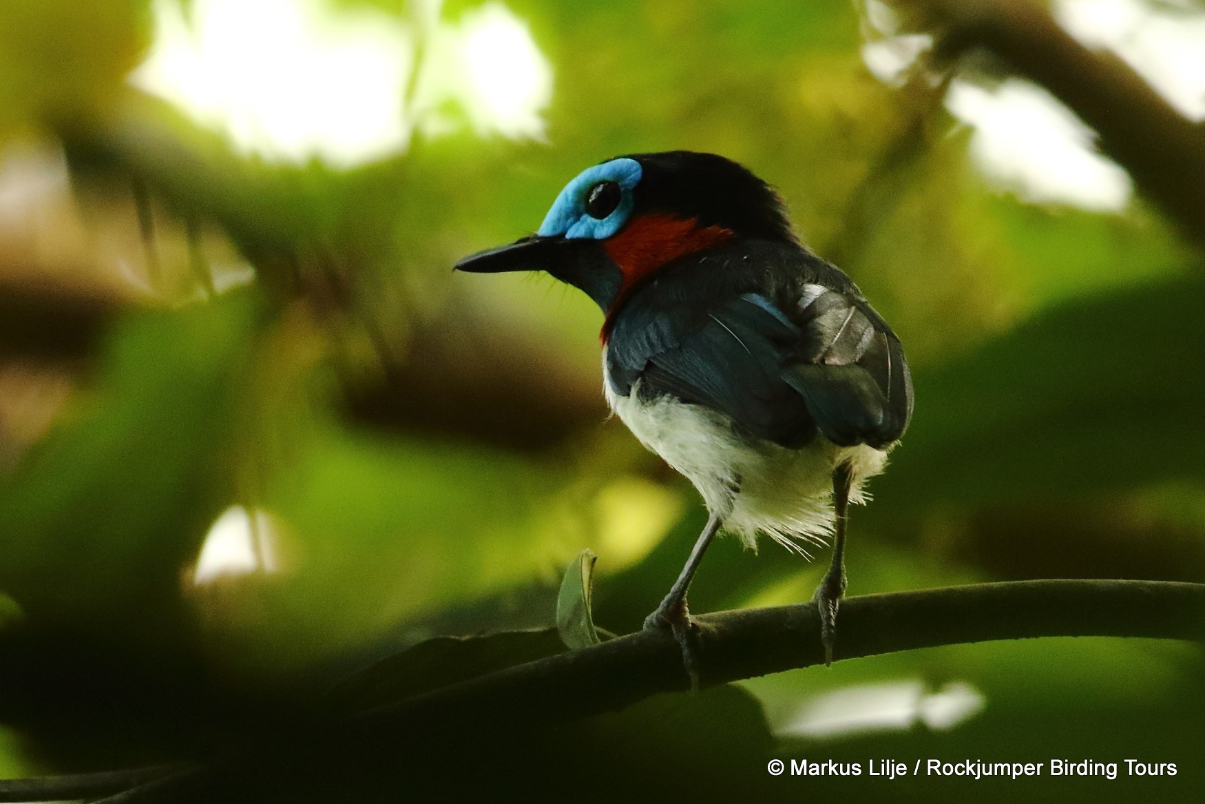 Red-cheeked Wattle-eye (Platysteira blissetti)