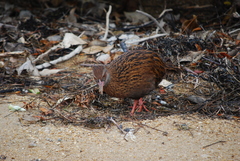 Gallirallus australis scotti