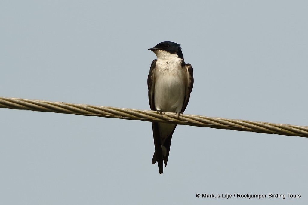 Pied-winged Swallow from Komenda, Ghana on December 9, 2015 at 03:14 PM ...