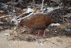Gallirallus australis scotti