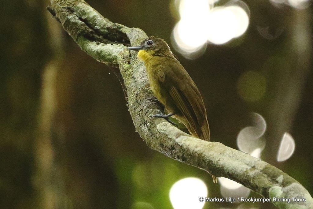 Yellow-bearded Greenbul (Criniger olivaceus) photo