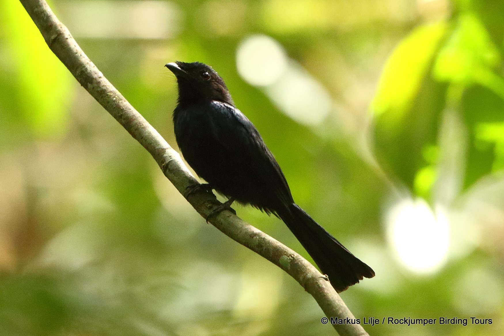 Shining Drongo illustration