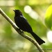 Shining Drongo - Photo (c) markus lilje, some rights reserved (CC BY-NC-ND), uploaded by markus lilje