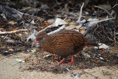 Gallirallus australis scotti