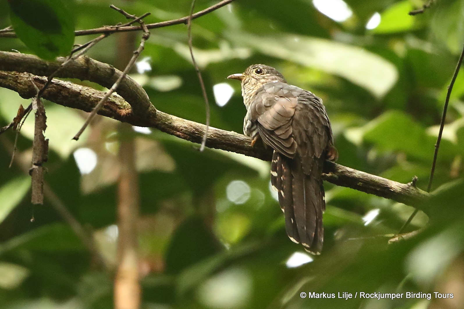 Olive Long-tailed Cuckoo illustration